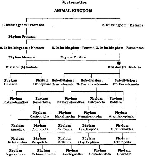 Whittaker's Five Kingdom Classification | Science 2.0 Animal Kingdom Classification Charts, Neet Exam Notes Biology Animal Kingdom, Animal Kingdom Chart For Neet, Animal Kingdom Notes Neet, Science Pcmb, 5 Kingdom Classification, Animal Kingdom Notes, Five Kingdom Classification, Kingdom Classification