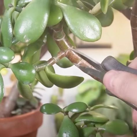 Propogating Plants, Jade Plant Care, Jade Tree, Indoor Plant Wall, Inside Garden, Cactus Care, Wall Flowers, Jade Plant, Garden Growing