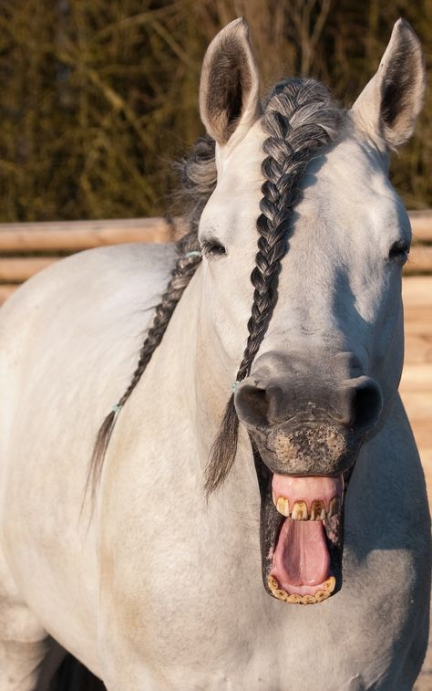 Plait Hair, Horses Photos, Unusual Horse, Horse Anatomy, Animal Reference, Funny Horses, Plaits Hairstyles, Most Beautiful Horses, Funny Horse