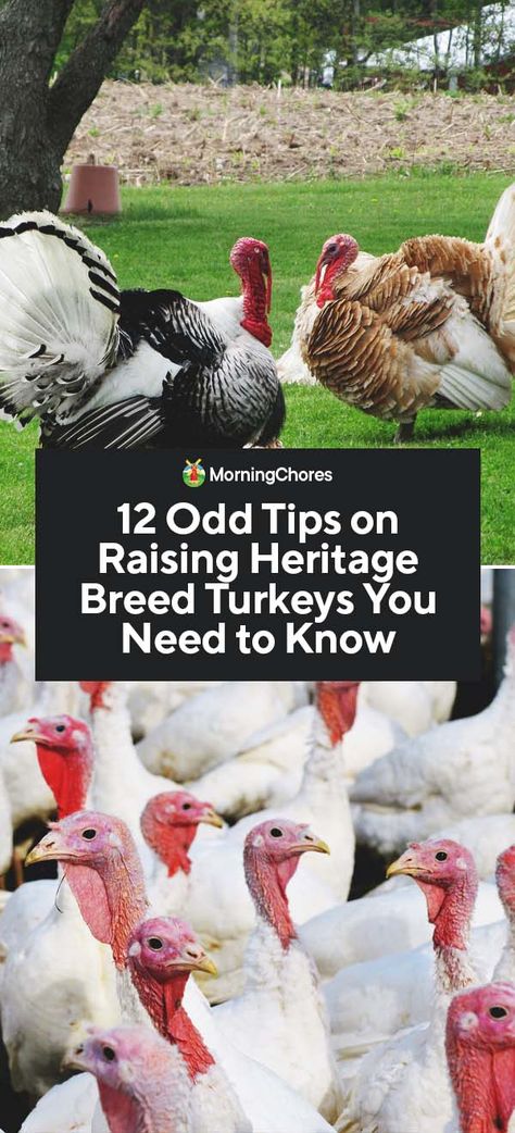 Caring For Turkeys, Heritage Turkey Breeds, Turkey Roost Ideas, Turkey Housing, Turkey Raising, Turkey Pen, Heritage Turkeys, Chicken Roosts, Farming Chickens