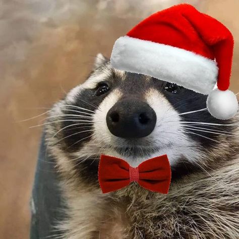 Christmas Pfps Funny, Christmas Raccoon Pfp, Funny Christmas Animals, Christmas Reaction Pics, Thanksgiving Raccoon, Funny Christmas Pfp, Thanksgiving Pfp, Cute Christmas Pfp, Animals Pfp