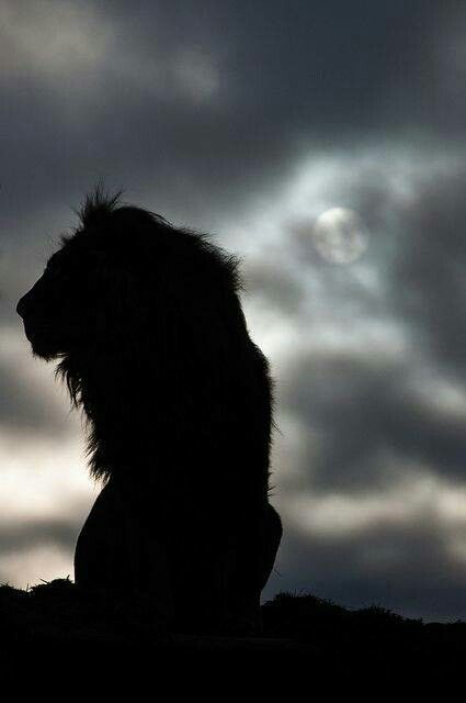 Lion shadow Regnul Animal, Lion Love, Charcoal Drawings, Hur Man Målar, Lion Of Judah, A Lion, White Photo, Animal Photo, 귀여운 동물