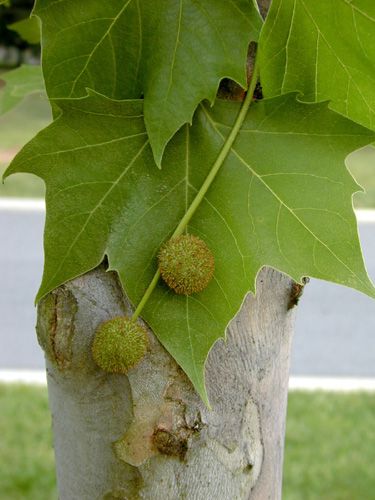 Platanus occidentalis (Sycamore Tree), pollen source for bees. Hardiness Zones: 4-8. Sycamore Tree Leaf, American Sycamore Tree, Sycamore Trees, Leaf Identification, Bee Friendly Plants, Tree Id, Plane Tree, Tree Identification, Sycamore Tree