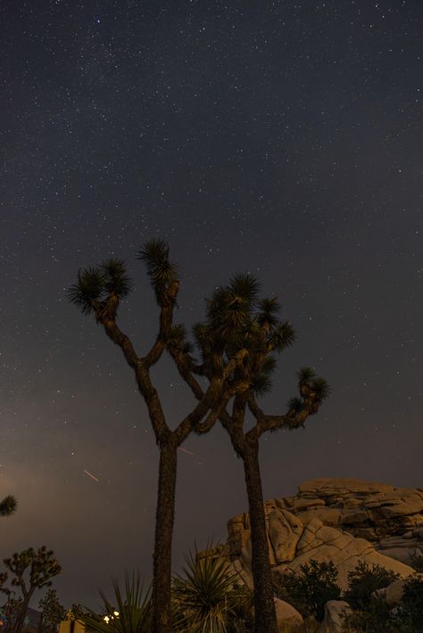 Experience the magic of Joshua Tree at night ✨ Mesmerizing starscapes and serene desert vibes await you. Click the link to discover more! 🌵 #Stargazing #DesertDreams Desert Stargazing, Desert Vibes, Joshua Tree, Nature Wallpaper