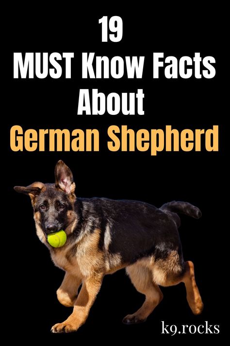 From which type of German Shepherd is best for you to whether German is the best language to train your dog in, we have compiled 19 MUST know facts about German Shepherds. An excellent guide for anyone who is thinking about adopting or someone who has recently adopted a German Shepherd, we did the answer-seeking for you. Along with their hardworking tendencies, German Shepherds are the second most registered breed with the American Kennel Club. Lacrosse Training, German Shepherd Care, German Shepherd Facts, Types Of German Shepherd, Female German Shepherd, German Shepherd Training, German Shepherd Breeds, Dog Advice, Dog Business