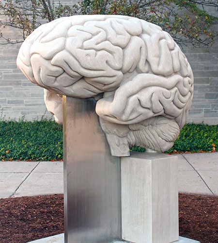 Indiana University Bloomington (IUB) now holds bragging rights to the world’s largest anatomically correct sculpture of a human brain. Ceramic Brain Sculpture, Clay Brain Model, Brain Sculpture Clay, Brain Ceramic, Clay Anatomy, Science Sculpture, Clay Brain, Human Brain Art, Brain Sculpture