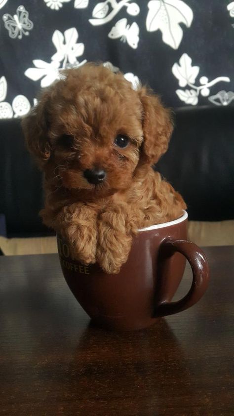 Tea Cup Poodle, Cute Small Animals, Small Pets, Tea Cup, Baby Animals, Cute Dogs, Tea Cups, Cute Animals