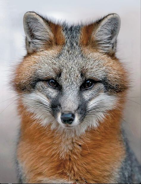 Beautiful Gray Fox Animal, Pathfinder Monk, Wolf Study, Fox Reference, Gray Island, Fox Pictures, Fox Face, Grey Fox, Pet Fox