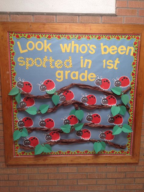 Ladybug bulletin board. Dollar Tree border and ladybugs! Ladybug Classroom Door, Ladybug Bulletin Board Ideas, Bug Bulletin Board Ideas Preschool, Ladybug Theme Classroom Decor, Ladybug Classroom Theme, Ladybug Classroom, Ladybug Daycare Room, Bug Classroom Theme Decor, Ladybug Bulletin Boards