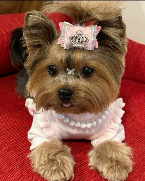 Yorkie Accessories, Cute Dogs And Cats, Yorkie Clothes, Yorkshire Terrier Haircut, Teacup Yorkie Puppy, Cute Small Dogs, Puppy Mom, Dog Mommy, Very Cute Puppies