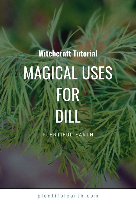 Dill: Magical Properties, Spiritual Meanings & How To Use In Spells Magical Properties Of Dill, Dill Magical Properties, Magickal Correspondences, Witch Kitchen, Kitchen Witch Recipes, Constant Headaches, Garden Herbs, Healing Remedies, Wiccan Magic