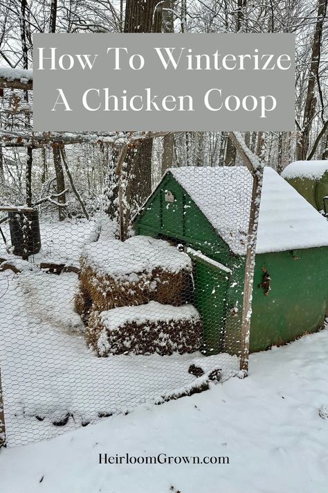 Chicken Boredom, Chicken Coop Winter, Bad Chicken, Chicken Runs And Coop, Raising Chicken, Chickens In The Winter, Chicken Coop Garden, Meat Birds, Chicken Coup