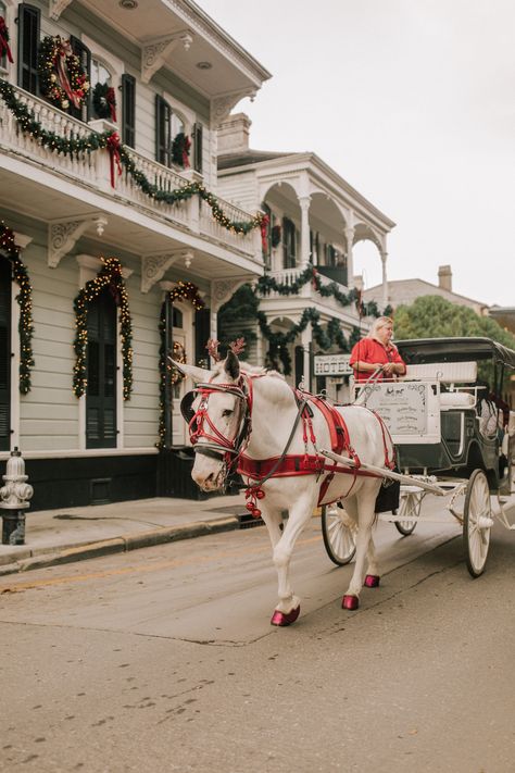 Christmas In New Orleans, Violent Night, Sackcloth And Ashes, Best Christmas Vacations, Nola Style, New Orleans Christmas, Southern Romance, American Girl Store, New Orleans Architecture