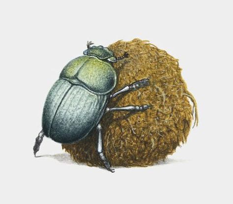 Cute Beetle, Animals Animated, Beetle Illustration, Buildings Artwork, Dung Beetle, Beetle Tattoo, Illustration Cute, Mug Decorating, Color Filter