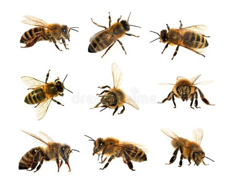 Group of bee or honeybee in Latin Apis Mellifera, european or western honey bees , #ad, #Apis, #Mellifera, #european, #Latin, #Group #ad Types Of Honey Bees, Bee Identification, Apis Mellifera, Types Of Bees, Aesthetic Health, Tattoo Health, Bee Drawing, Black Bee, Bee Photo