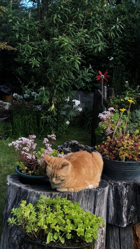 orange cat Barn Cat Aesthetic, Farm Cat, Cat Farm, 2024 Moodboard, Dream Farmhouse, Mum Life, Dream Farm, Dog Pen, Dream Future