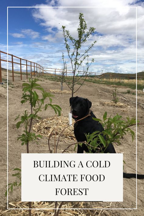 How we started building our cold climate food forest Food Forest Garden Backyards, Food Forest Backyard, Food Forest Layout, Food Forest Design, Alaska Food, Food Forest Garden, Canadian Forest, Lawn Food, Gardening For Dummies