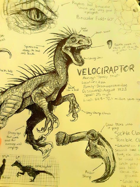 Dinosaur Art Sketch, Dinosaur Art Reference, Dinousar Drawing, How To Draw A Velociraptor, Raptor Drawing Reference, Drawing Ideas Dinosaurs, Dinosaur Diagram, Dinosaur Drawing References, Dinosaur Sketch Realistic