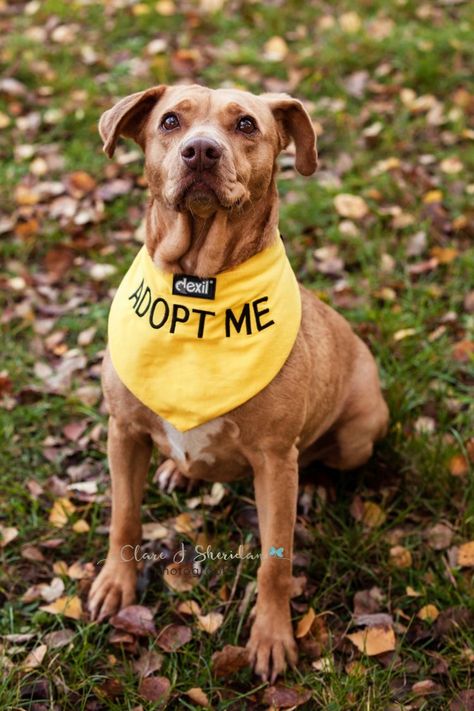 Dog Adoption Photo Shoot, Fun Dog Pictures, Shelter Dog Photography, Shelter Dogs Adoption, Alien Project, Dog Fundraiser, Leaf Ideas, Adoption Photography, Rescue Dogs For Adoption