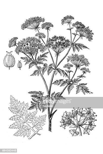 Hemlock Drawing, Conium Maculatum, Poison Hemlock, Biennial Plants, Fine Line Tattoo, Line Tattoo, Parts Of A Plant, Photo Puzzle, Fine Line