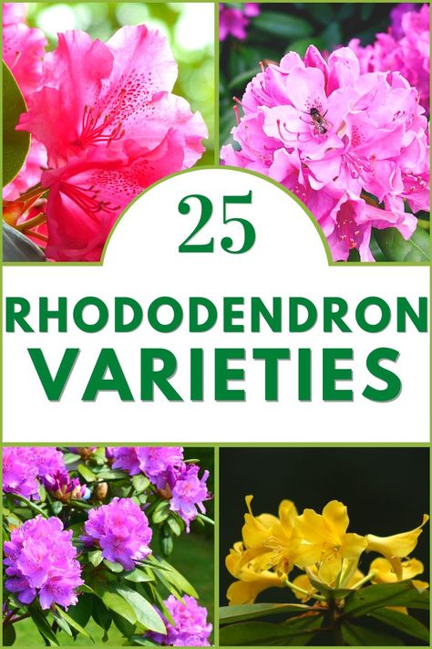 25 Rhododendron Varieties Rhododendron Plant, Gardening Gear, Flowering Plants, Secret Garden, Colorful Flowers, Different Types, Flower Garden, Planting Flowers, Read More