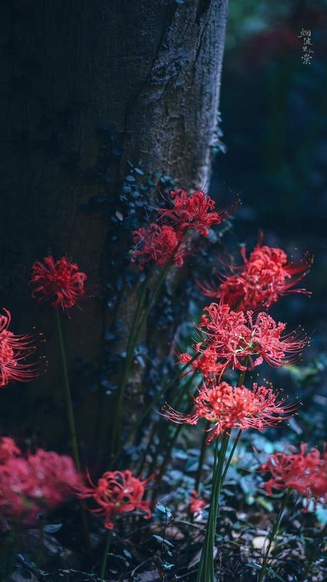 Red Spider Lily Photography, Spider Lily Photography, Spider Lily Field, Red Spider Lily Aesthetic, Spider Lilies, Lily Wallpaper, Red Spider Lily, Spider Lily, Red Spider