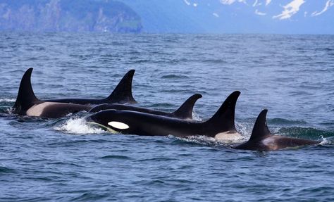 https://www.whats-your-sign.com/symbolic-orca-whale-meaning.html Whale Facts, Spirit Animal Meaning, Fauna Marina, Orca Whales, Killer Whale, Marine Mammals, Puget Sound, Killer Whales, Endangered Species