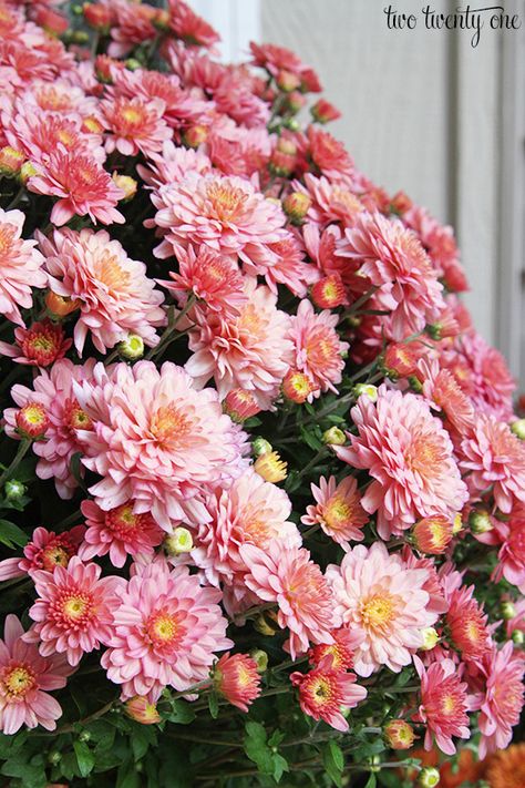 Pretty pink mums! Pink Mums, Porch Pots, Pink Perennials, Fall Mums, Pink Plant, Shade Perennials, Fall Outdoor Decor, Most Beautiful Flowers, Fall Outdoor