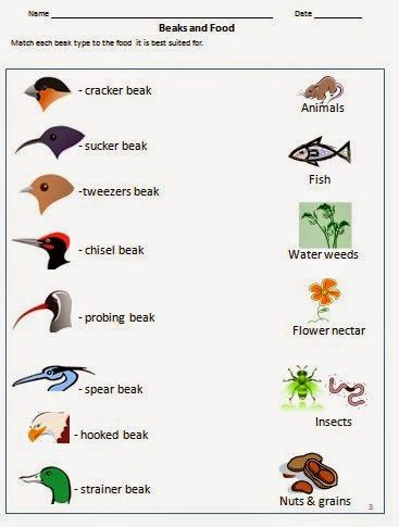 Bird beak adaptations for food - worksheet for grade 3 and 4 Bird Beaks Activity, Adaptations Activities, Food Worksheet, Bird Study, Birds For Kids, Flying Creatures, Worksheets For Grade 3, Bird Beaks, Animal Adaptations