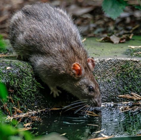 Brown Rat, Elk Photo, North American Animals, Pet Rats, Rats, North American, Animals, Art