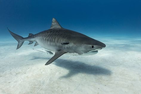 Shark From Above, Baby Tiger Shark, Shark Facts For Kids, Tiger Sharks, Shark Conservation, Ocean Ecosystem, Shark Facts, Tiger Shark, Apex Predator