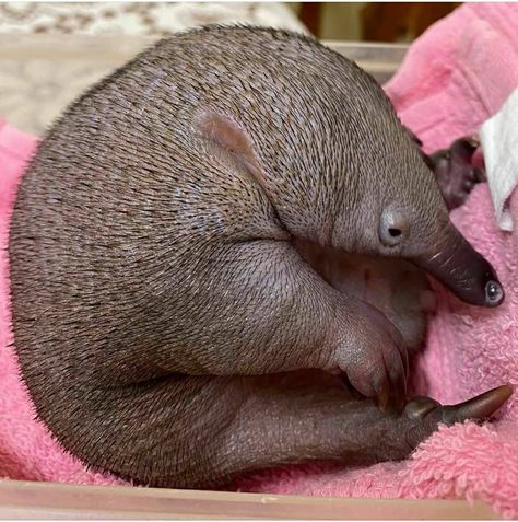 Echidna Puggle, Baby Animals Funny, Please Stop, An Egg, Egg, Cute Animals, Animals