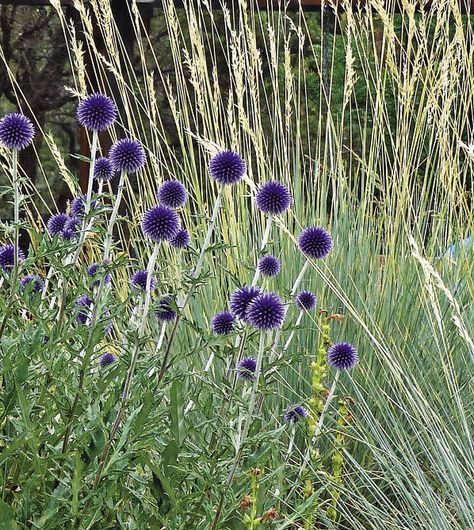 Thistle Garden, Thistle Blue, Grass Border, Globe Thistle, Piet Oudolf, Ornamental Grass, Prairie Garden, Hardiness Zones, Short Plants