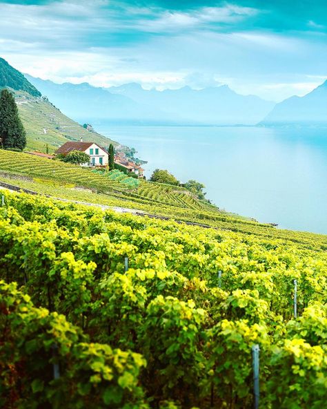 Christophe Cosset🇨🇭Switzerland on Instagram: “🇨🇭 📍Location : Lavaux vineyards, Lac Léman (aka Lake Geneva), Switzerland . Go for an unforgettable experience with @swisspanoramictours !…” Lavaux Vineyards, Lake Geneva Switzerland, Geneva Switzerland, Lake Geneva, Geneva, Switzerland, Lake, Natural Landmarks, Travel