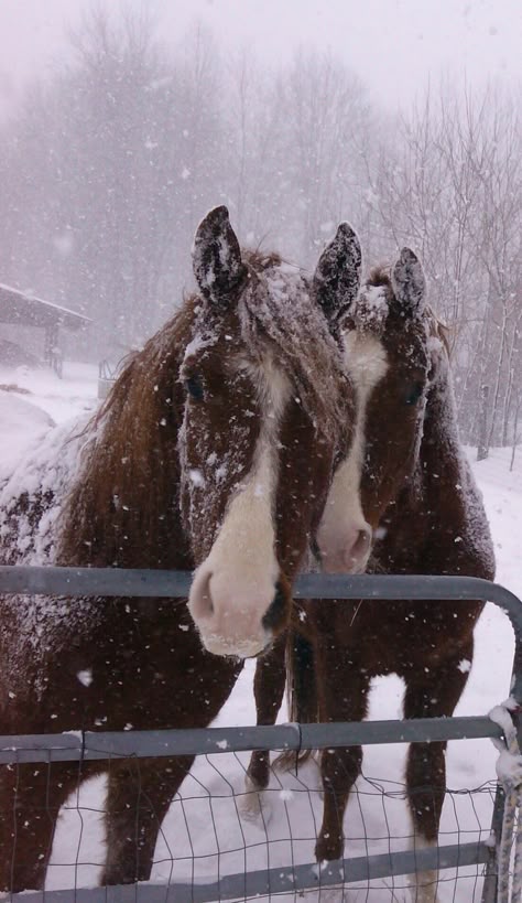 Winter Horses Photography, Winter Horse Riding, Horse Snow, Horse Aesthetic, Cosy Christmas, Winter Animals, Pretty Animals, Cute Horses, Horse Life