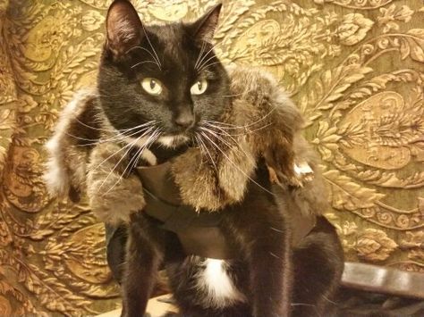 Game of Thrones: Jon Snow Cats Halloween Costumes, Game Of Thrones Cat, Cat Costume Ideas, Halloween Costume Meme, Halloween Costumes For Cats, Cat Age Chart, Costume Meme, Halloween Cat Costume, Top 10 Halloween Costumes