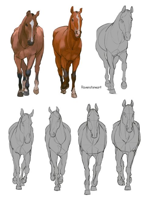 How To Draw Horse Front View, Horse Gesture Drawing, Horses Front View, Horse Drawing Reference Poses, Animal Front View, Horse Laying Down Reference, Horses Side View, Horses Drawing Reference, Horse Walking Reference