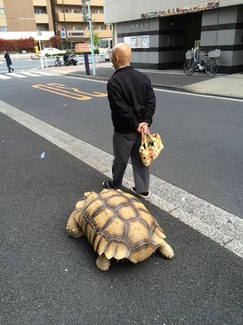 Residents in Tokyo have recently reported several sightings of possibly the most patient pet-walker in the world: an elderly man who takes his enormous African spurred tortoise (or sulcata) out for walks around the town. Tortoise Habitat, Sulcata Tortoise, Regnul Animal, Giant Tortoise, Pet Turtle, Tortoise Turtle, Turtle Love, Cute Turtles, Baby Turtles