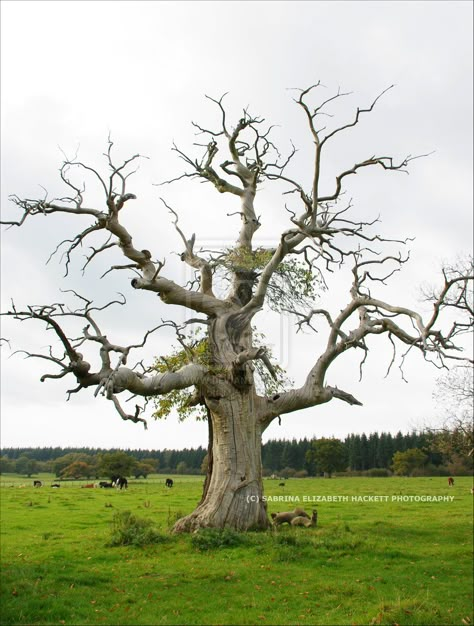 old trees | Under the Florida Maples: Just an Old Dead Tree Old Tree Drawing, 숲 사진, Dead Tree, Bare Tree, Old Tree, Old Trees, Tree Photography, Unique Trees, Nature Tree