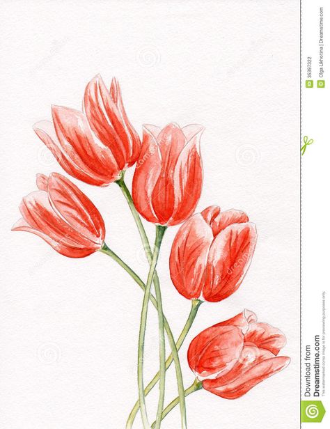 tulips abstract watercolors | Watercolor. Tulips. Stock Photography - Image: 35397322 Watercolour Tulip Tattoo, Watercolor Flowers Tulips, Tulip Botanical Illustration, Purple Tulips Watercolor, Pink Tulip Watercolor, Tulip Tattoo, Girls With Sleeve Tattoos, Flower Tattoo Arm, Orange Tulips