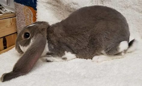 Velveteen Lop Wild Rabbit, Squirrels, Rabbits, Animals