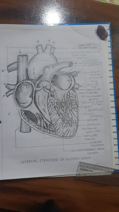 Zoology Aesthetic Drawing, Science Diagrams Biology, Biology Diagrams Aesthetic, Heart Diagram Drawing, Bio Diagrams, Human Heart Diagram, Human Body Projects, Biology Diagrams, Science Diagrams