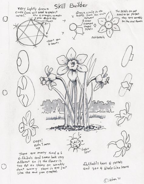 Adron's Art Lesson Plans: How to Draw a Daffodil, a Skill Builder For The Young Artist. Alphonse Mucha Art, Tutorial Drawing, Draw Flowers, Mucha Art, Flower Drawing Tutorials, Flower Drawings, Teen Art, Watercolor Tutorial, Drawing Flowers