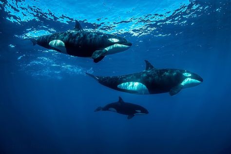 Orcas Swimming, Orcinus Orca, Elephant Shrew, Macbook Wallpapers, Marine Wildlife, Orca Whale, Orca Whales, Apex Predator, Killer Whale