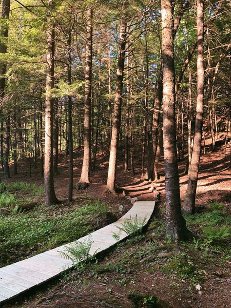 A DIY Boardwalk at an Off-the-Grid Cabin (That Only Took One Afternoon) - Gardenista Diy Boardwalk, Concrete Deck Blocks, Concrete Deck, Diy Cabin, Dream Cabin, Gardening 101, Yard Project, Public Garden, Garden Tours