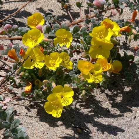 28 Best Native Flowers to Plant in Texas (Top Picks) - Pond Informer Flowers To Plant, Texas Wildflowers, Cardinal Flower, Native Flowers, Attract Pollinators, Ground Cover Plants, How To Attract Hummingbirds, Evening Primrose, Passion Flower