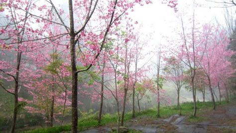 Nature Desktop, Types Of Aesthetics, Dark Space, Pink Forest, Space Background, Pink Tree, Flower Wallpapers, Wallpaper Flower, Foggy Forest