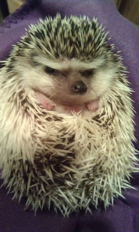 This is what Harley looks like... Grumpy hedgehog 👿 Angry Hedgehog, Angry Faces, Frowny Face, Happy Hedgehog, Hedgehog Pet, Cute Hedgehog, Animal Sketches, Pet Costumes, Animal Wallpaper