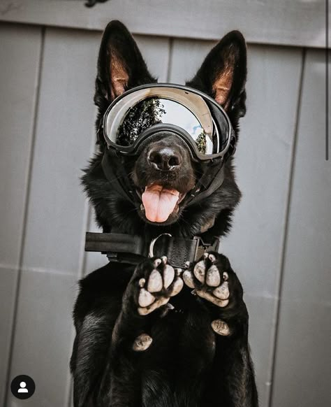 Police German Shepherd, Dog Handler Aesthetic, Army Dogs, K9 Dogs, Scary Dogs, Doberman Dogs, Pretty Dogs, Police Dogs