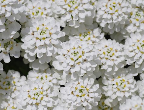 Candy Tuff Plant, Candy Tuft Plant, Iberis Flower, Candytuft Flower, Iberis Sempervirens, Plant Combos, Plant Containers, Backyard Trees, Planting Tips